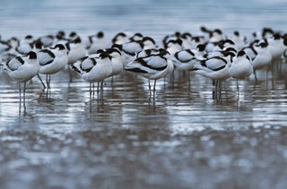 Strictly for the birds!