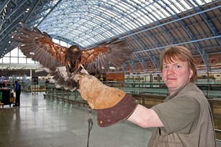 Seagull Deterrent Systems: Falconer - Mark Bigwood